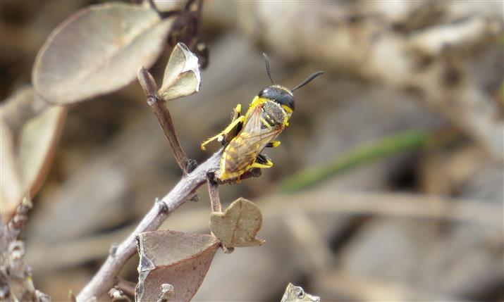 ID - Apidae Megachilinae (?)